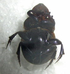 Onthophagus bicavifrons