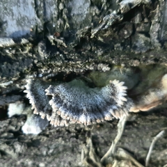 Schizophyllum commune