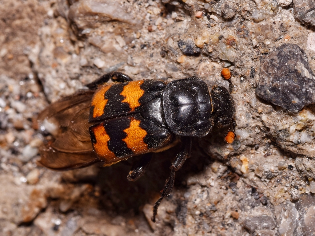 Nicrophorus interruptus