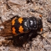 Nicrophorus interruptus - Photo (c) Marcel Nadal, some rights reserved (CC BY-NC), uploaded by Marcel Nadal