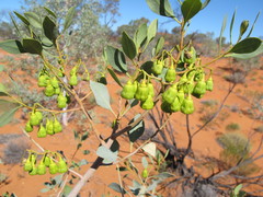 Codonocarpus cotinifolius