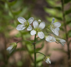 Cardamine diphylla