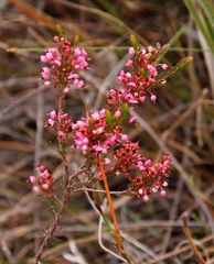 Erica rubiginosa