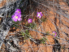 Calandrinia polyandra