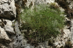 Peucedanum longifolium