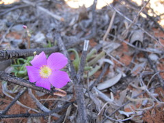 Calandrinia polyandra