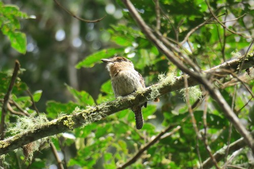 Western Striolated Puffbird (Nystalus obamai), photo 8