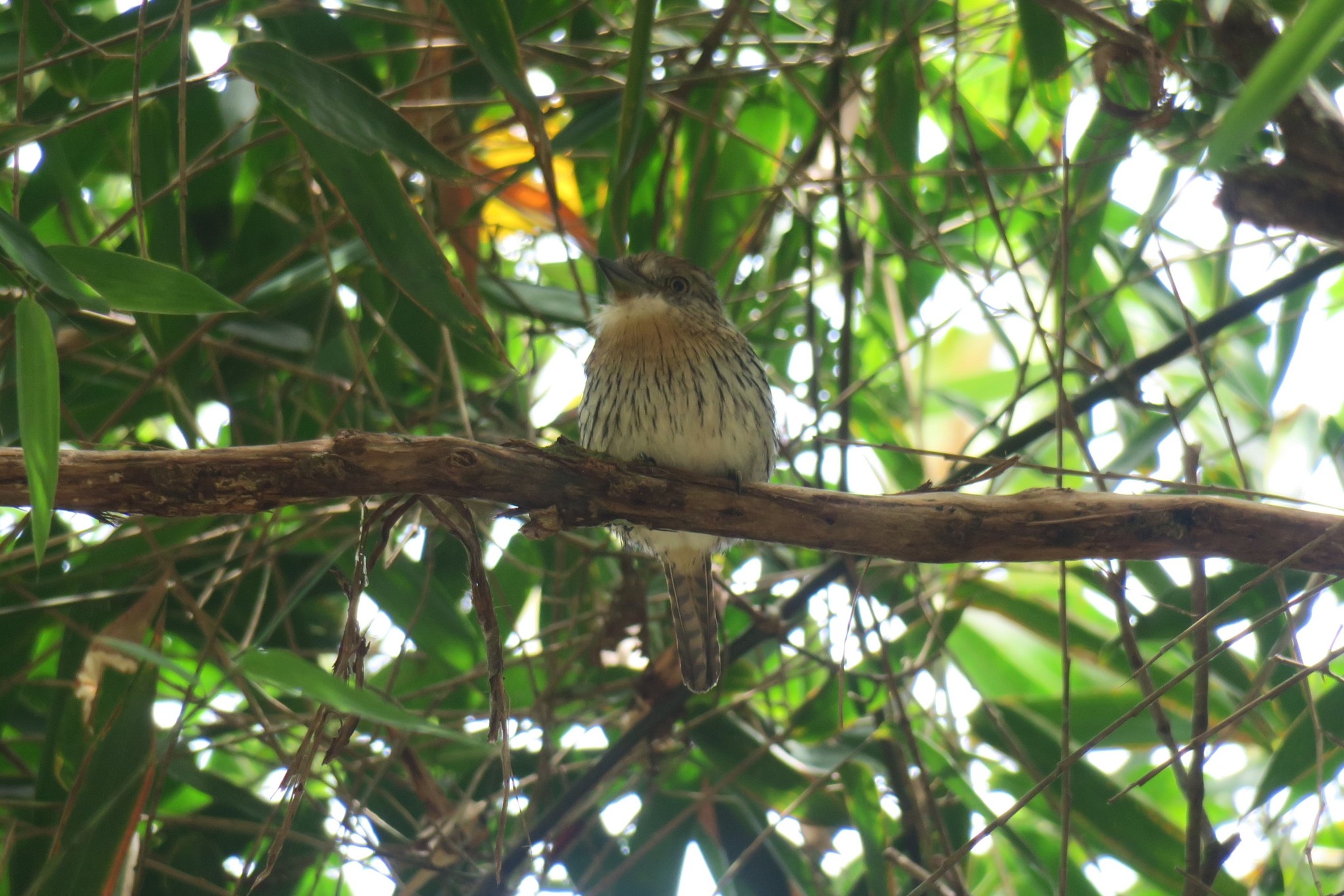 Western Striolated Puffbird (Nystalus obamai), photo 10