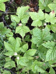 Rubus humulifolius