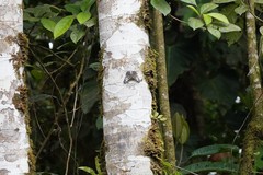 Hamadryas fornax