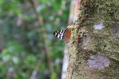 Hamadryas fornax