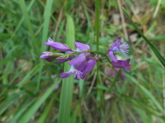 Polygala nicaeensis