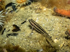 Tridentiger trigonocephalus