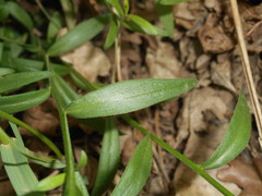 Polygala nicaeensis