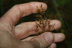 Fimbristylis cinnamometorum