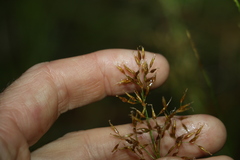 Fimbristylis cinnamometorum