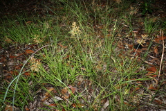 Fimbristylis cinnamometorum