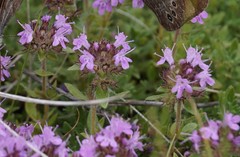 Thymus schischkinii
