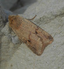Agrochola blidaensis