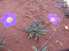 Calandrinia polyandra