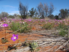 Calandrinia polyandra