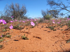 Calandrinia polyandra