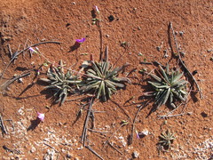 Calandrinia polyandra
