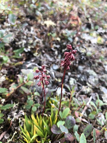 Tofieldia coccinea, photograph 5