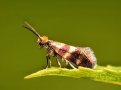 Micropterigidae