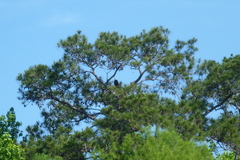 Haliaeetus leucocephalus image