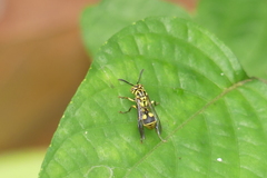 Ropalidia ornaticeps