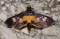 Salbia zena
