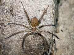 Heteropoda venatoria