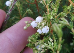 Erica subdivaricata