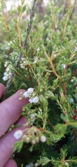 Erica subdivaricata
