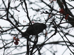 Sturnus vulgaris