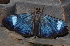 Erilusa leucoplagalis