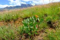 Leiocephalae