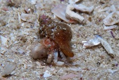 Anapagurus hendersoni