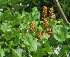 Orobanche flava