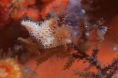 Allostichaster capensis