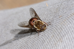 Scaptia maculiventris