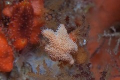 Allostichaster capensis