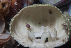 Ochlesis lenticulosus