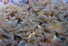 Pseudopotamilla reniformis