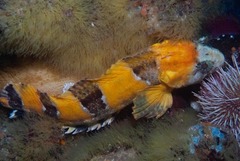Clinus taurus