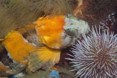 Clinus taurus