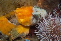 Clinus taurus