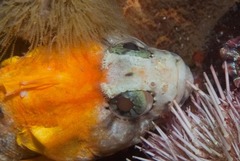 Clinus taurus