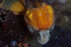 Clinus taurus